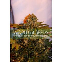 Northern Light x Big Bud Ryder, Фасовка: 1